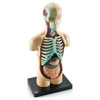 Учебни ресурси® Модел на анатомия на човешкото тяло