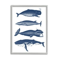 Ступел индустрии различни видове китове морски живот подробни илюстрации графично изкуство сива рамка изкуство печат стена изкуство, дизайн от букви и облицовани